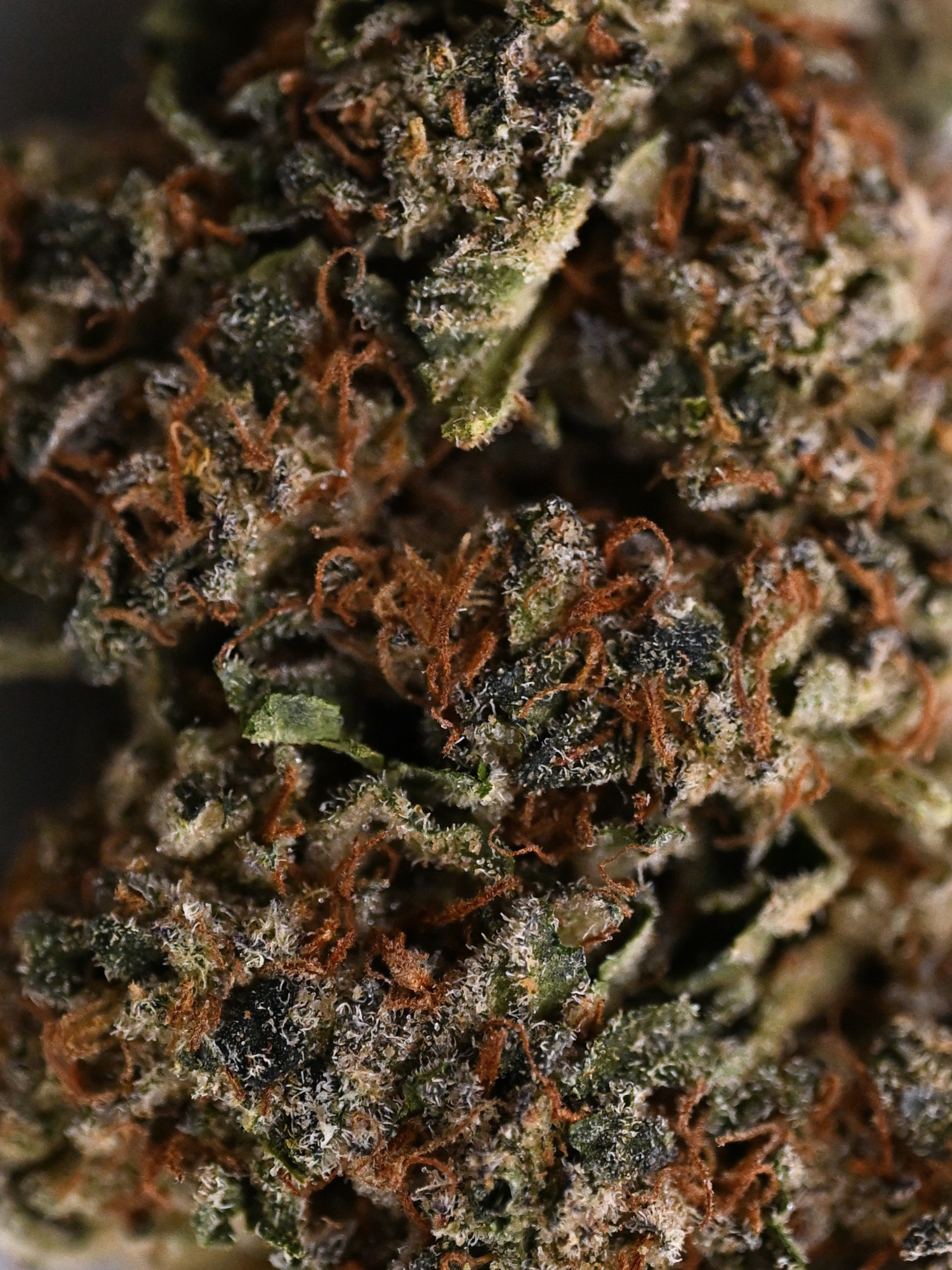 White Widow Greenhouse Hybrid August Cannabis Club THCA Flower