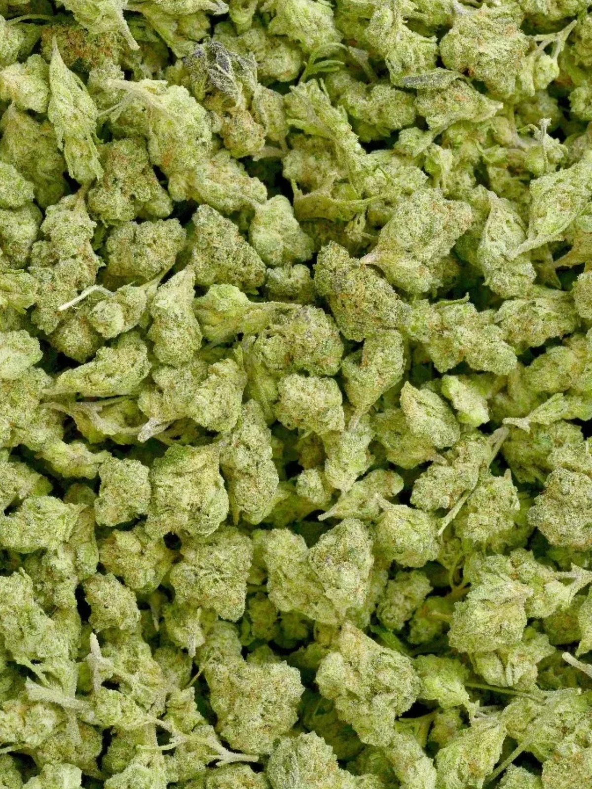 Yahemi - Greenhouse Smalls