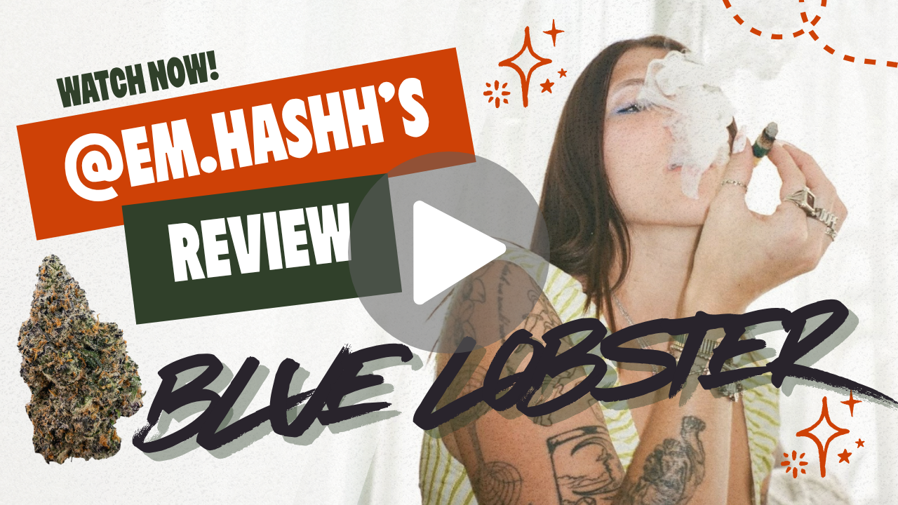 Blue Lobster August Cannabis Club Review Em.Hashh